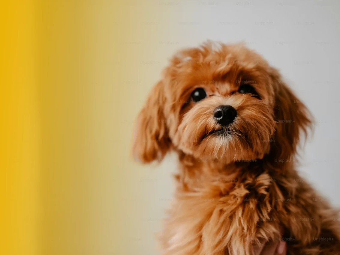 Professional dog walker with happy puppy